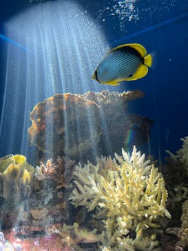 串本海中公園水族館に投稿された画像（2024/11/11）