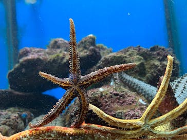 串本海中公園水族館に投稿された画像（2024/11/11）