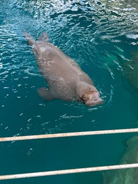 大分マリーンパレス水族館 「うみたまご」に投稿された画像（2024/11/11）