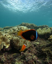 DIVE IN CHATANに投稿された画像（2024/11/11）