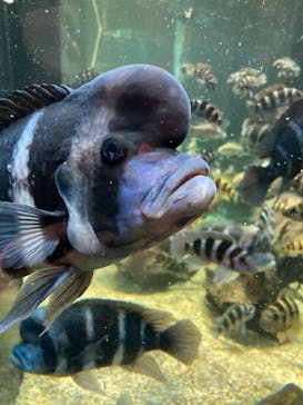 カワスイ 川崎⽔族館に投稿された画像（2024/11/11）