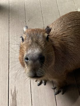 カワスイ 川崎⽔族館に投稿された画像（2024/11/11）