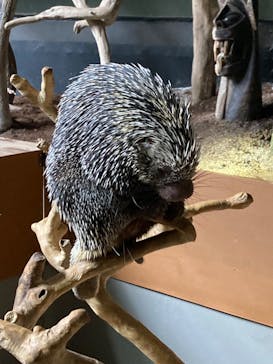 カワスイ 川崎⽔族館に投稿された画像（2024/11/11）