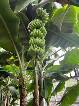 熱川バナナワニ園に投稿された画像（2024/11/11）