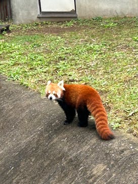 熱川バナナワニ園に投稿された画像（2024/11/11）