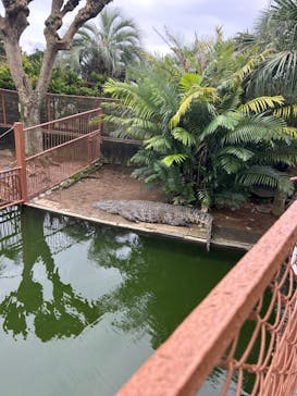 熱川バナナワニ園に投稿された画像（2024/11/11）