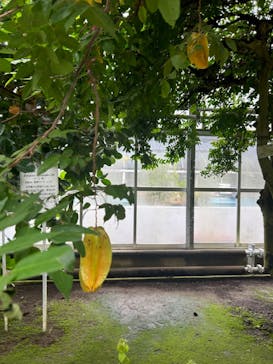 熱川バナナワニ園に投稿された画像（2024/11/11）