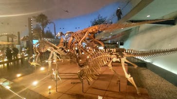 福井県立恐竜博物館に投稿された画像（2024/11/11）