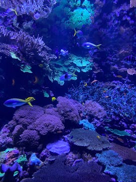 大分マリーンパレス水族館 「うみたまご」に投稿された画像（2024/11/11）