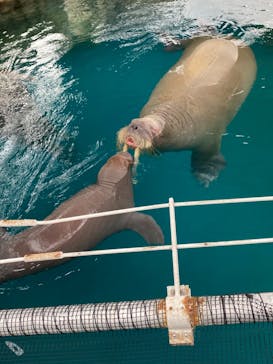 大分マリーンパレス水族館 「うみたまご」に投稿された画像（2024/11/11）
