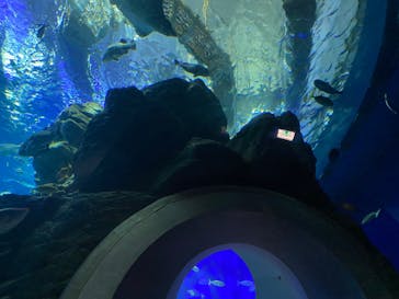 大分マリーンパレス水族館 「うみたまご」に投稿された画像（2024/11/11）