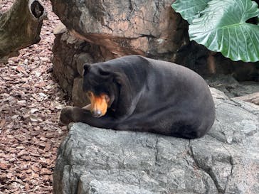 恩賜上野動物園に投稿された画像（2024/11/11）