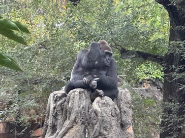 恩賜上野動物園に投稿された画像（2024/11/11）