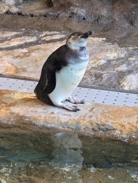 しながわ水族館に投稿された画像（2024/11/11）