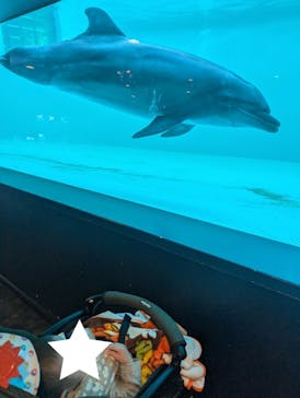 しながわ水族館に投稿された画像（2024/11/11）