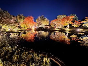 国営昭和記念公園 秋の夜散歩に投稿された画像（2024/11/11）