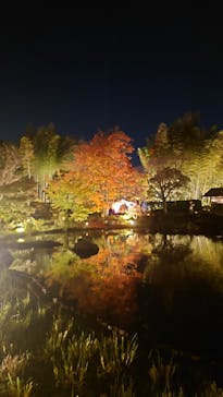 国営昭和記念公園 秋の夜散歩に投稿された画像（2024/11/11）