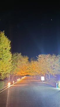 国営昭和記念公園 秋の夜散歩に投稿された画像（2024/11/11）