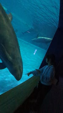 アクアワールド茨城県大洗水族館に投稿された画像（2024/11/11）