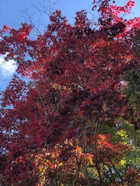有馬温泉 太閤の湯に投稿された画像（2024/11/11）