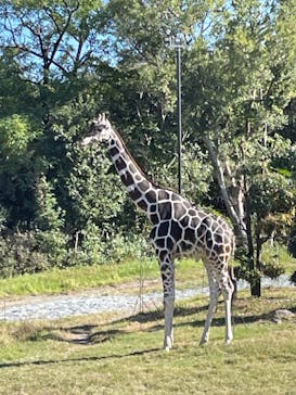 天王寺動物園に投稿された画像（2024/11/11）
