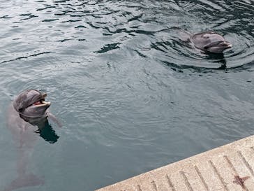 伊豆・三津シーパラダイスに投稿された画像（2024/11/12）
