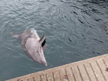 伊豆・三津シーパラダイスに投稿された画像（2024/11/12）