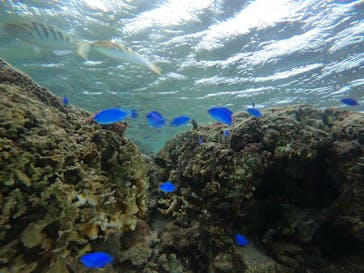 武藤潜水に投稿された画像（2024/11/12）