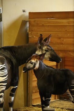 よこはま動物園ズーラシアに投稿された画像（2024/11/12）