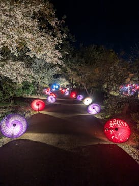 国営昭和記念公園 秋の夜散歩に投稿された画像（2024/11/12）