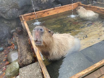 那須どうぶつ王国に投稿された画像（2024/11/12）