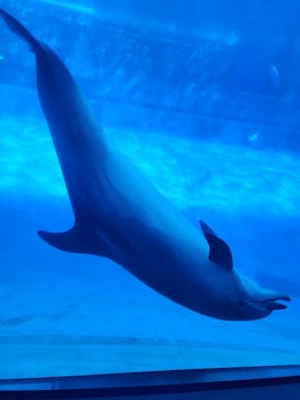 名古屋港水族館に投稿された画像（2024/11/12）