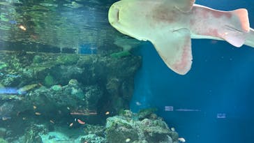 マクセル アクアパーク品川に投稿された画像（2024/11/12）