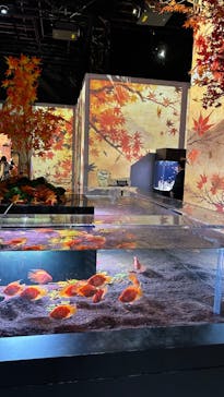 マクセル アクアパーク品川に投稿された画像（2024/11/12）