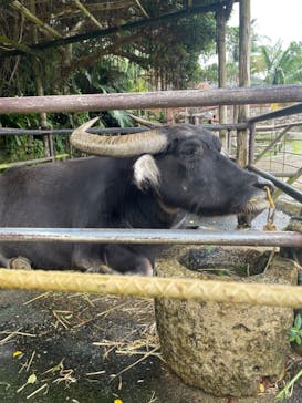 琉球村に投稿された画像（2024/11/12）