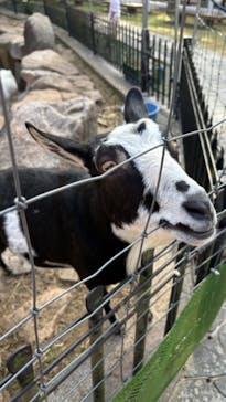 神戸市立六甲山牧場に投稿された画像（2024/11/12）