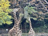 名古屋市東山動植物園に投稿された画像（2024/11/12）