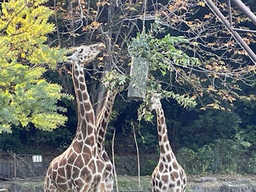 名古屋市東山動植物園に投稿された画像（2024/11/12）