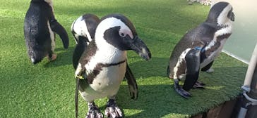 おさるランド＆アニタウン　日光さる軍団劇場に投稿された画像（2024/11/12）