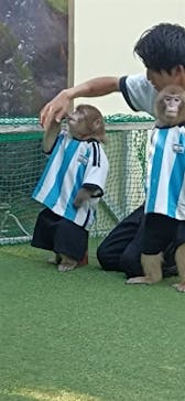 おさるランド＆アニタウン　日光さる軍団劇場に投稿された画像（2024/11/12）