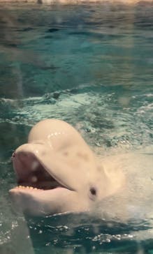 名古屋港水族館に投稿された画像（2024/11/12）