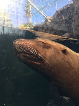 環境水族館アクアマリンふくしまに投稿された画像（2024/11/12）
