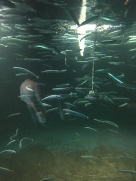 環境水族館アクアマリンふくしまに投稿された画像（2024/11/12）