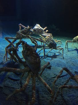 環境水族館アクアマリンふくしまに投稿された画像（2024/11/12）