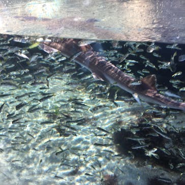 環境水族館アクアマリンふくしまに投稿された画像（2024/11/12）