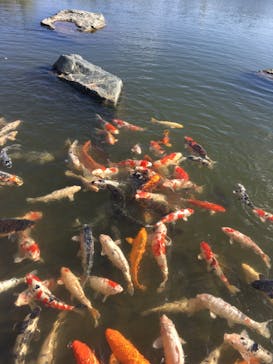 環境水族館アクアマリンふくしまに投稿された画像（2024/11/12）