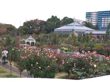 京成バラ園に投稿された画像（2024/11/12）