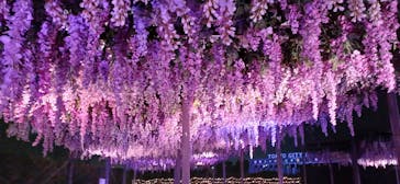 東京メガイルミに投稿された画像（2024/11/12）