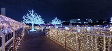 東京メガイルミに投稿された画像（2024/11/12）