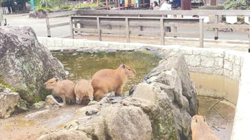 伊豆シャボテン動物公園に投稿された画像（2024/11/12）